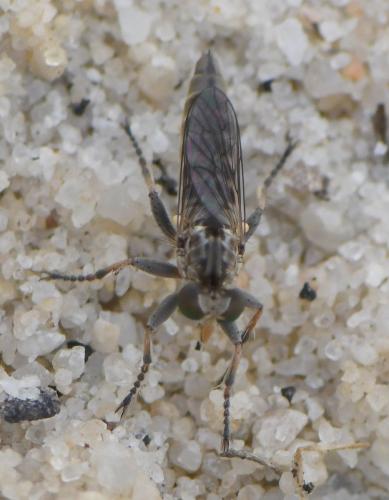 Réf. 285 600 : Stichopogon sp.